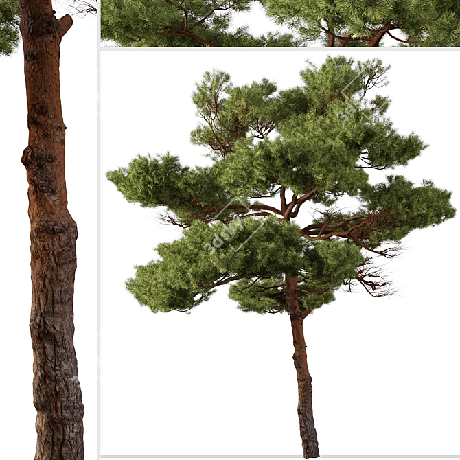 Mediterranean Pines: Set of 2 Aleppo Trees 3D model image 2