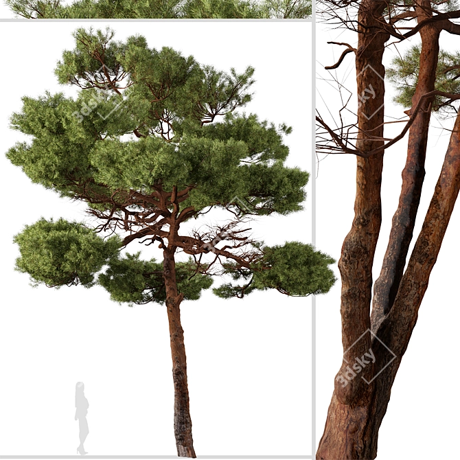 Mediterranean Pines: Set of 2 Aleppo Trees 3D model image 3