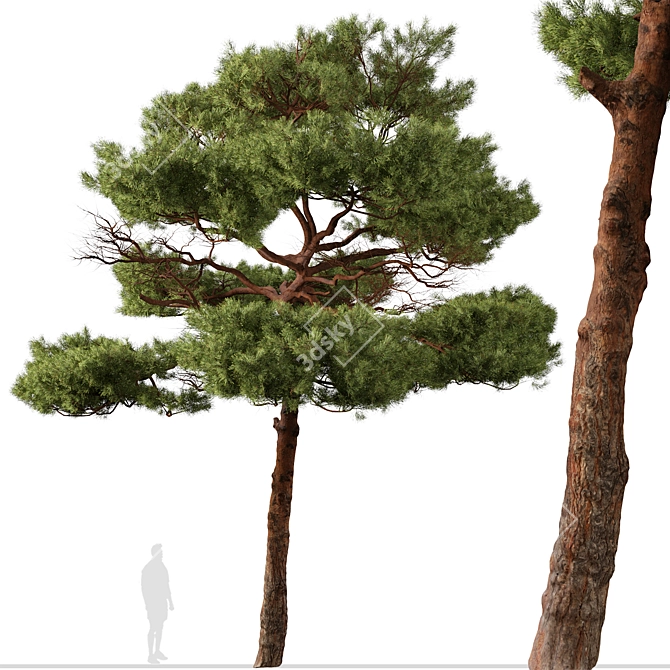 Mediterranean Pines: Set of 2 Aleppo Trees 3D model image 5