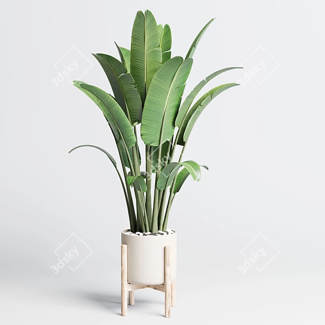 Exquisite Indoor Plant Collection with 155-Pot Palm, Ravenala, Ficus, and Rubber-lyrata in Wooden Vase 3D model image 3