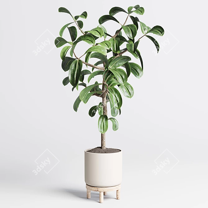 Exquisite Indoor Plant Collection with 155-Pot Palm, Ravenala, Ficus, and Rubber-lyrata in Wooden Vase 3D model image 5