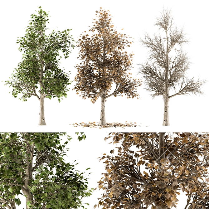 All Seasons Broadleaf Tree Set 3D model image 1