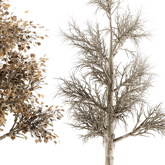 All Seasons Broadleaf Tree Set 3D model image 2