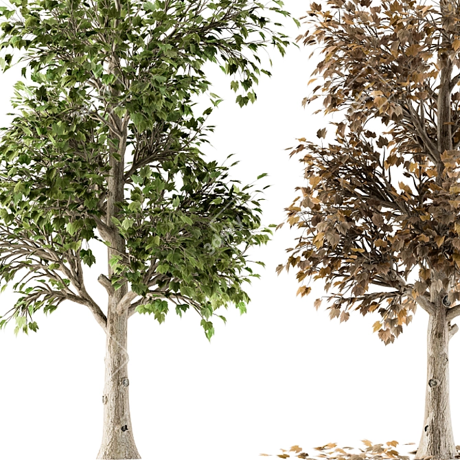 All Seasons Broadleaf Tree Set 3D model image 3