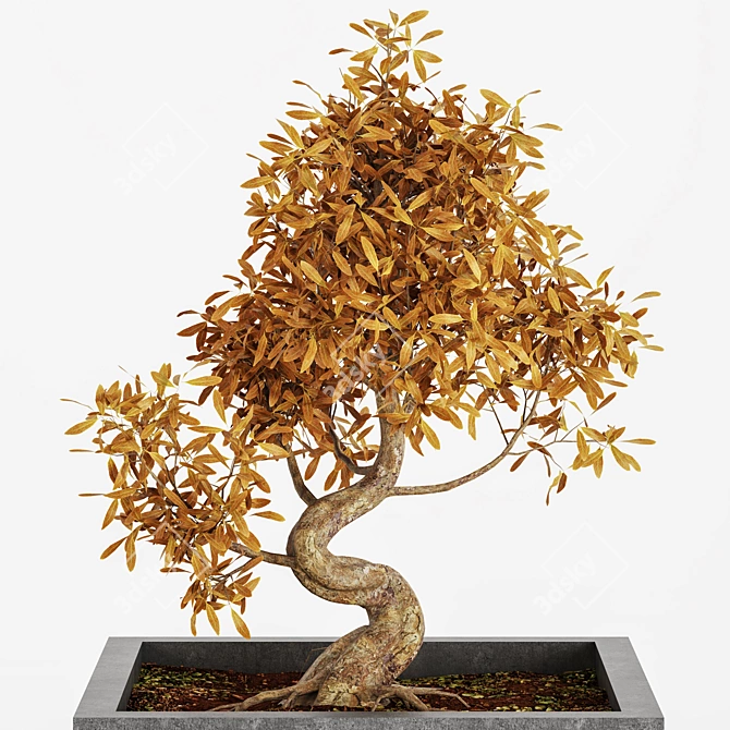 Exquisite Bonsai Tree Collection 3D model image 2