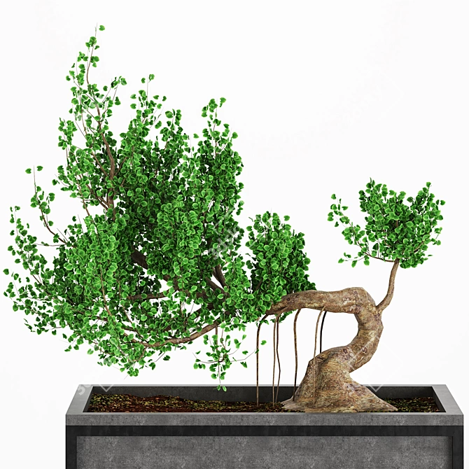 Exquisite Bonsai Tree Collection 3D model image 3