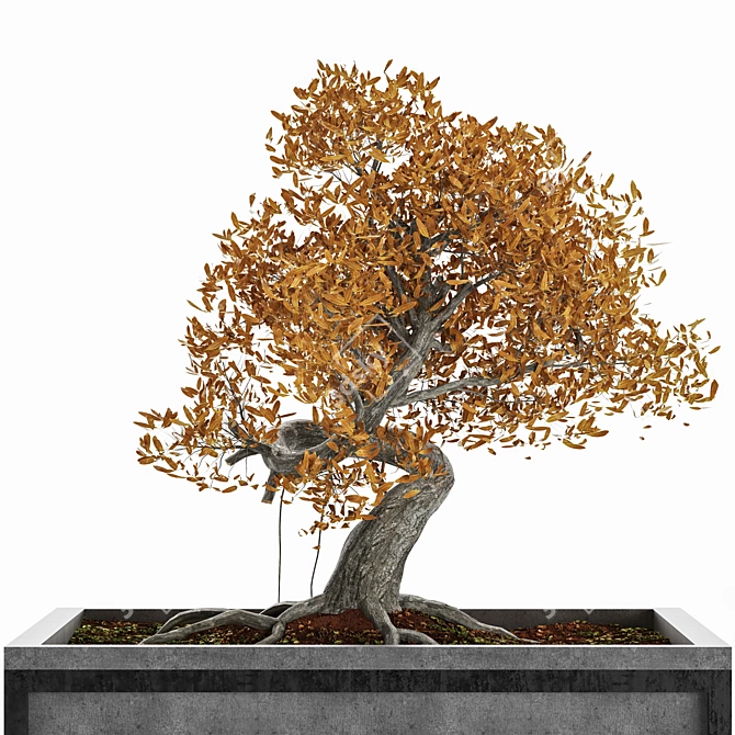 Exquisite Bonsai Tree Collection 3D model image 4