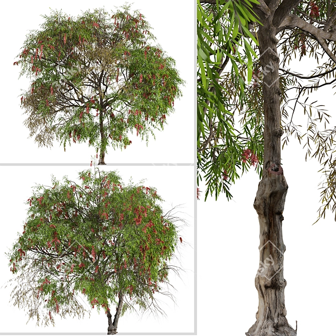 Lemon Bottlebrush Tree Set: Citrus-Scented Beauty 3D model image 2