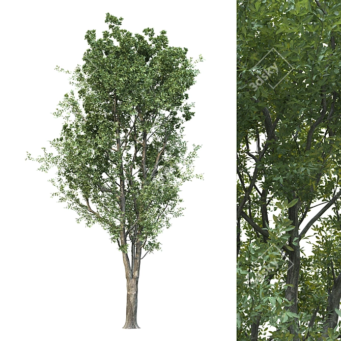 Lush Evergreen Tree for Stunning Landscapes 3D model image 1