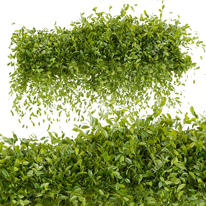 Bush Ivy - Outdoor 3D Model 3D model image 3