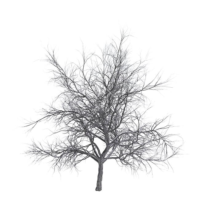 Exterior Scene Ready Bare Tree 3D model image 1