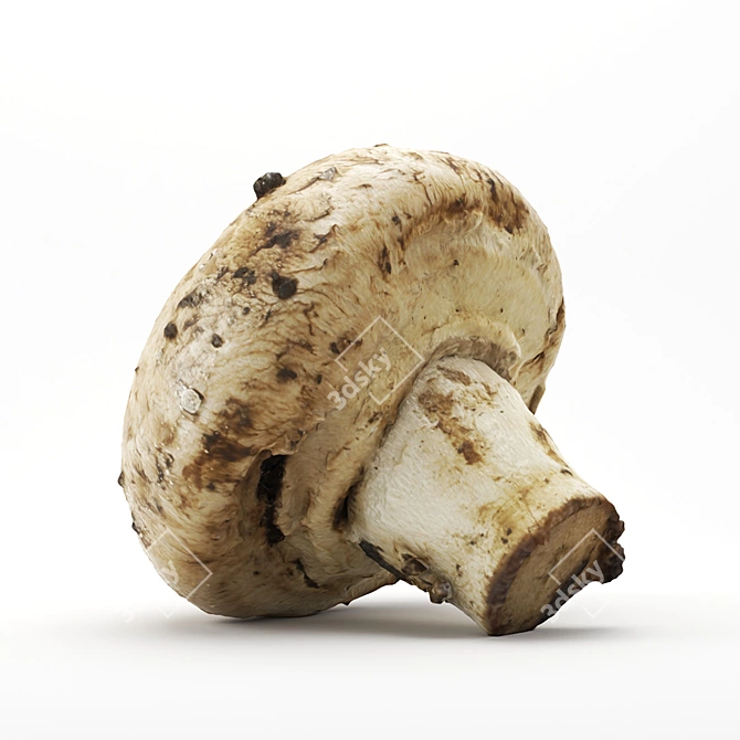 Crimini Mushroom - Photorealistic 3D Model 3D model image 1