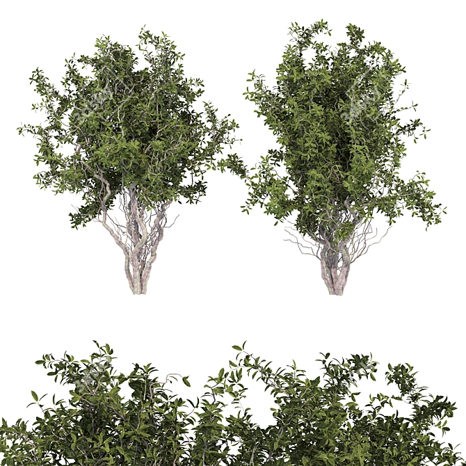 Dual Tree Set: 692K Poly 3D model image 1