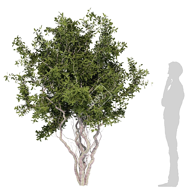 Dual Tree Set: 692K Poly 3D model image 2