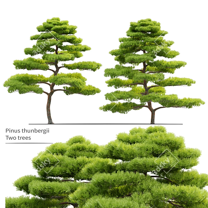 Japanese Black Pine Tree Duo: 4m Height 3D model image 1