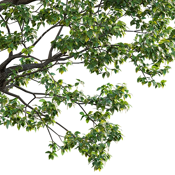 Camphor Tree 3D Models 3D model image 2