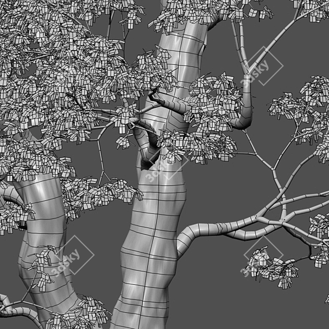 Camphor Tree 3D Models 3D model image 3