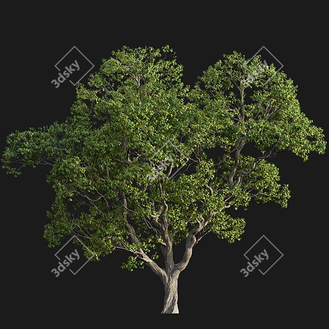 Archive 3D Models - Cinnamomum Camphora 3D model image 5