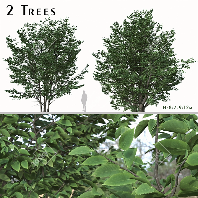 Exquisite Pair: Parrotia Persica (2 Trees) 3D model image 1