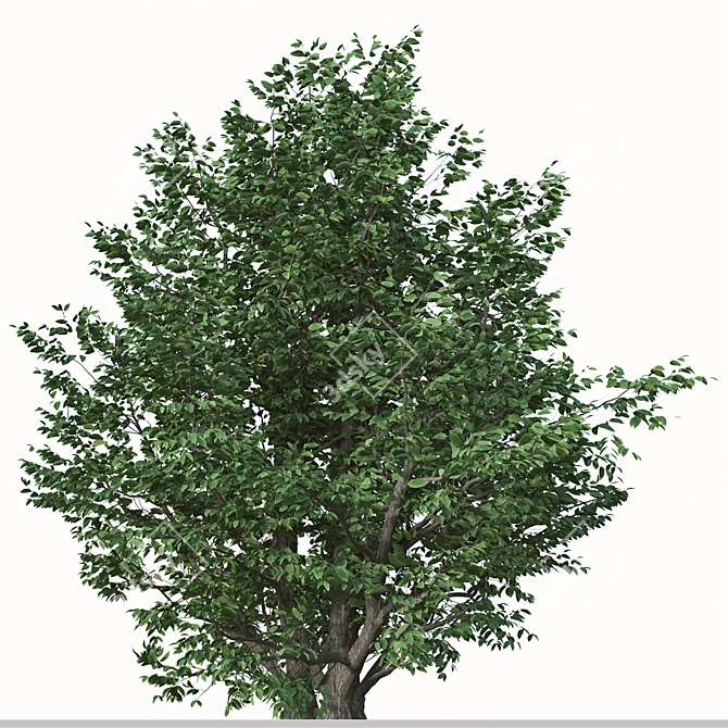 Exquisite Pair: Parrotia Persica (2 Trees) 3D model image 3