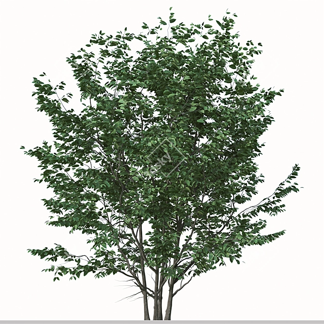 Exquisite Pair: Parrotia Persica (2 Trees) 3D model image 4