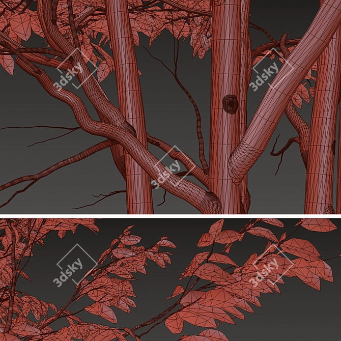 Exquisite Pair: Parrotia Persica (2 Trees) 3D model image 5