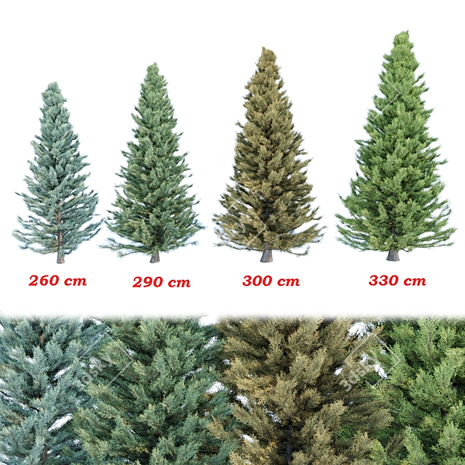 Cypress Pine Trees Collection 3D model image 1