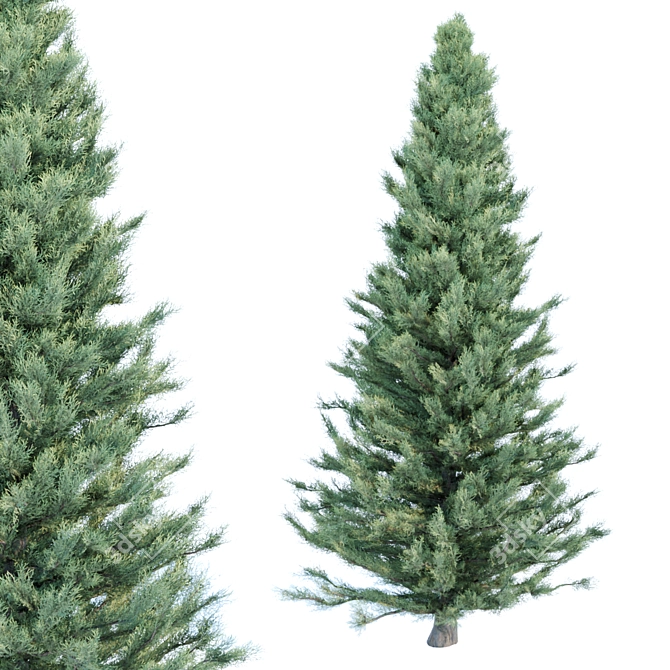 Cypress Pine Trees Collection 3D model image 2