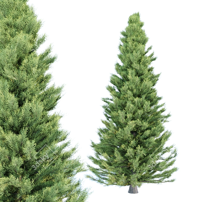 Cypress Pine Trees Collection 3D model image 5