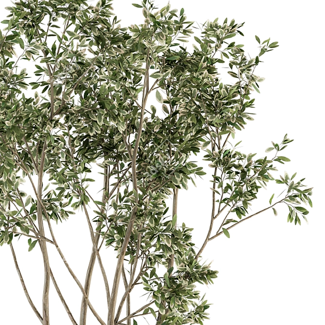 Outdoor Greenery Set | 330 Plant Varieties 3D model image 3