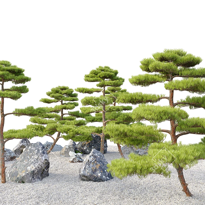 Black Pine Duo: 3m Height 3D model image 2