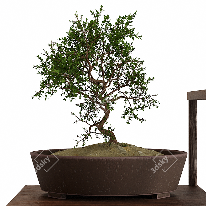 Pristine Bonsai Set: 4 Tree Types 3D model image 4