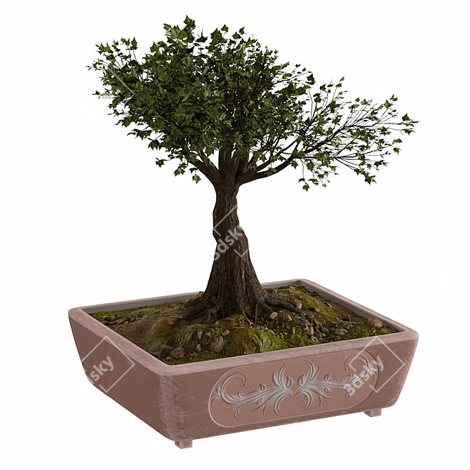 Pristine Bonsai Set: 4 Tree Types 3D model image 7