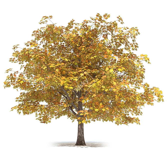 Golden Autumn Maple 3D model image 1