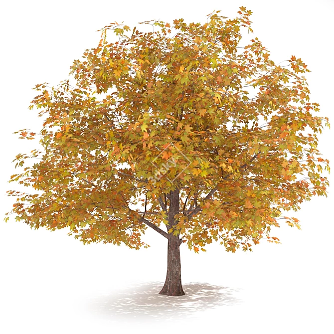 Golden Autumn Maple 3D model image 2