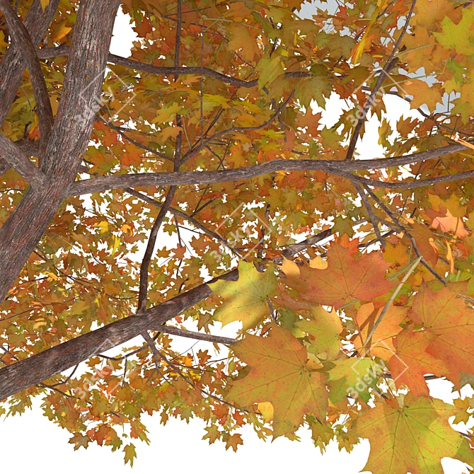 Golden Autumn Maple 3D model image 3