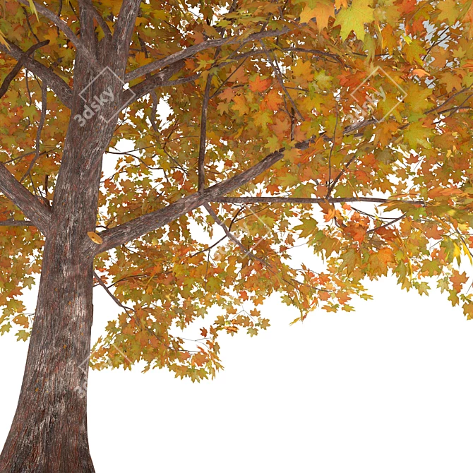 Golden Autumn Maple 3D model image 4