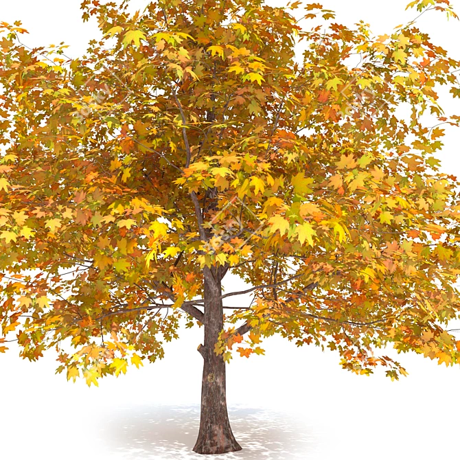 Golden Autumn Maple 3D model image 5
