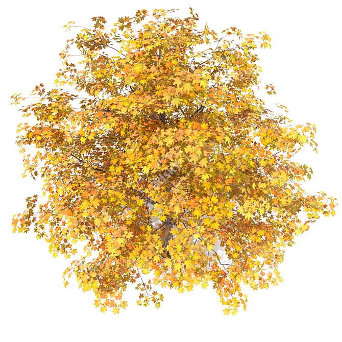 Golden Autumn Maple 3D model image 6