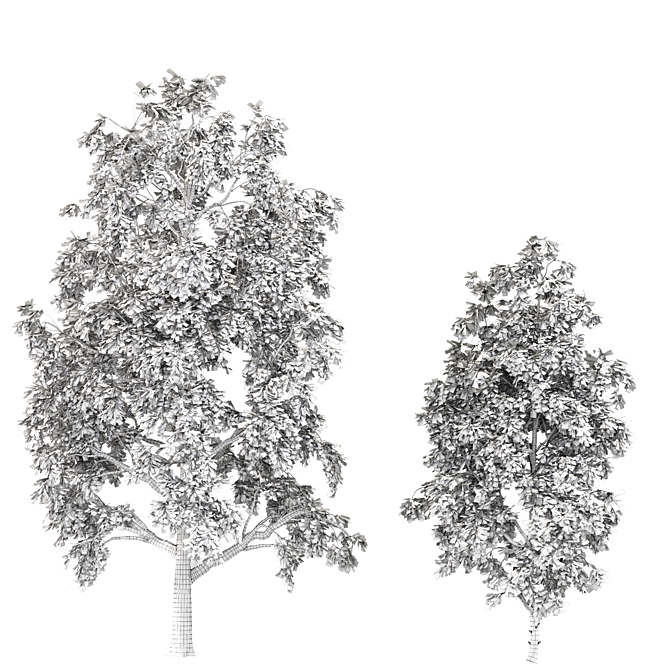 Cyclocarya Paliurus: Beautiful Chinese Deciduous Trees 3D model image 3