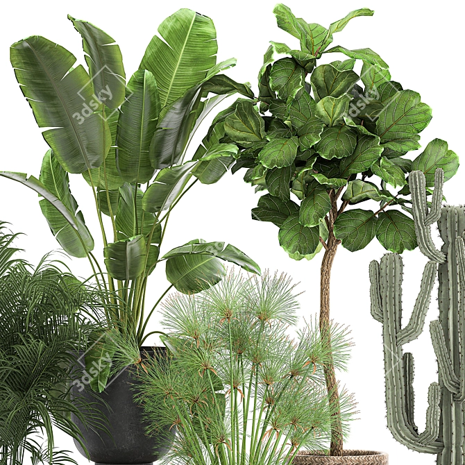 Tropical Oasis Plant Collection: Ficus, Palm, Cactus 3D model image 2