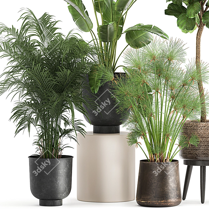 Tropical Oasis Plant Collection: Ficus, Palm, Cactus 3D model image 3