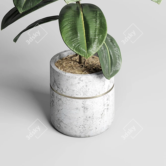 Ficus Rubbery Concrete Pot - 3Dmax Vray & Corona 3D model image 2