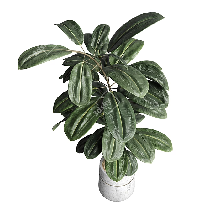 Ficus Rubbery Concrete Pot - 3Dmax Vray & Corona 3D model image 3