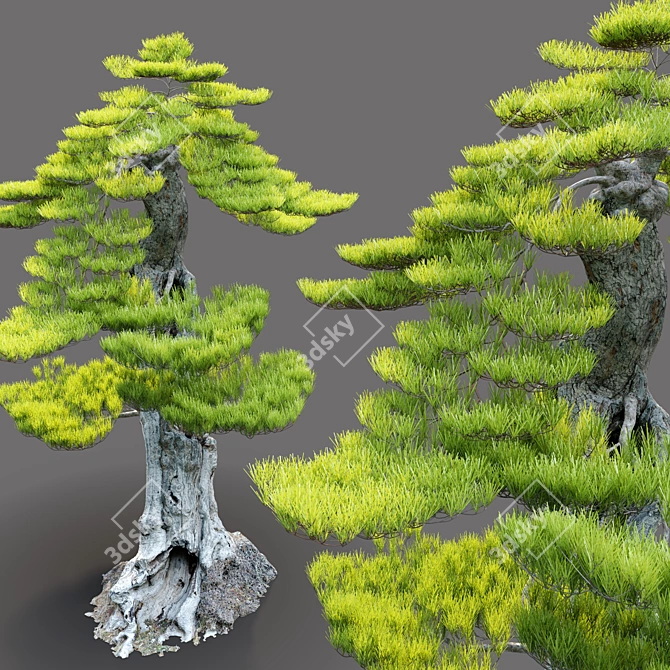 Exquisite Bonsai Tree: 1.2m Tall 3D model image 2