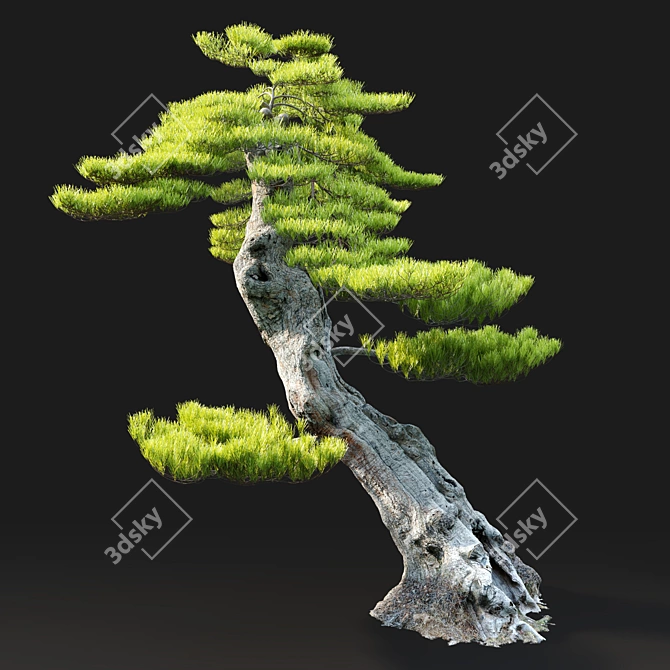 Exquisite Bonsai Tree: 1.2m Tall 3D model image 3