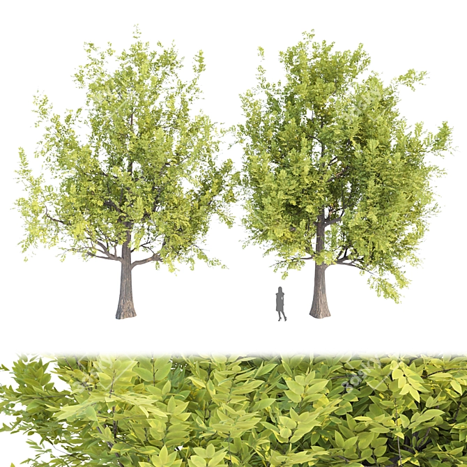 PBR Trees Vol. 14 - Two Stunning Models 3D model image 1