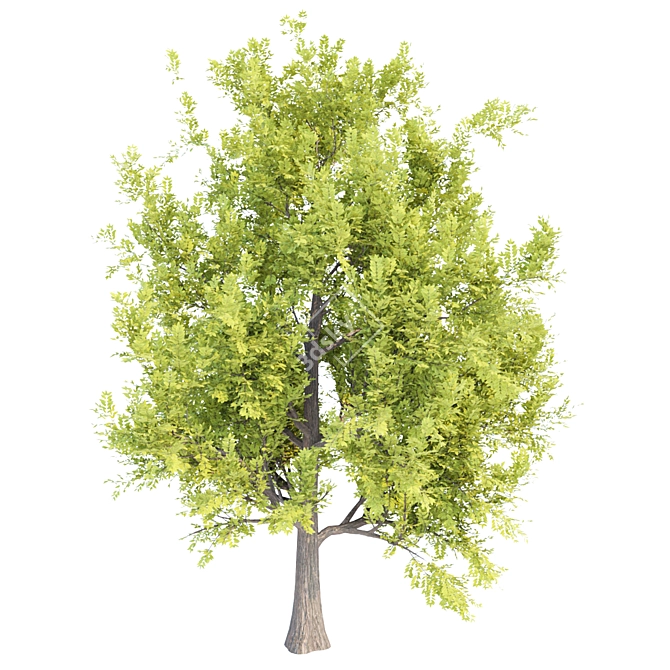 PBR Trees Vol. 14 - Two Stunning Models 3D model image 3