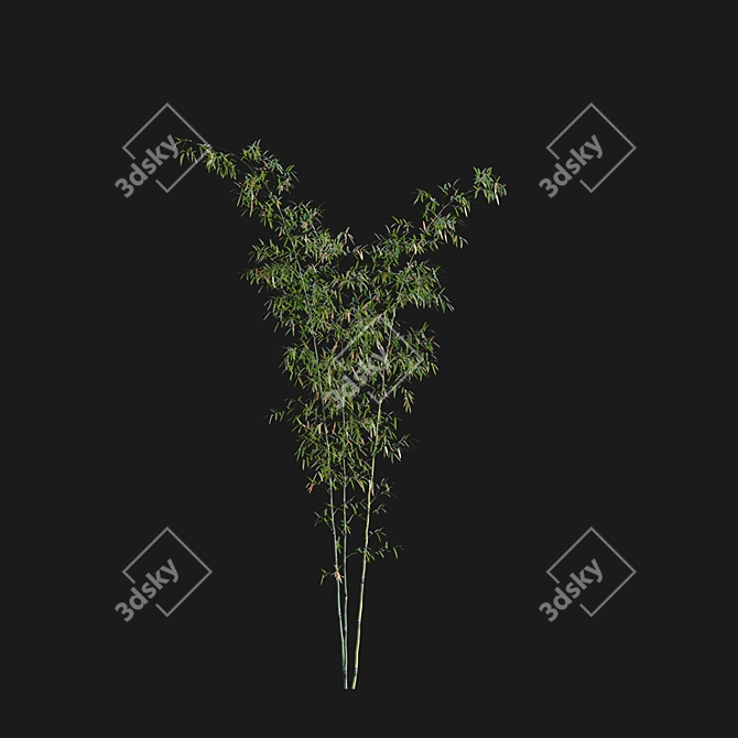 Bamboo 3D Models - Variety of Formats and Textures 3D model image 3