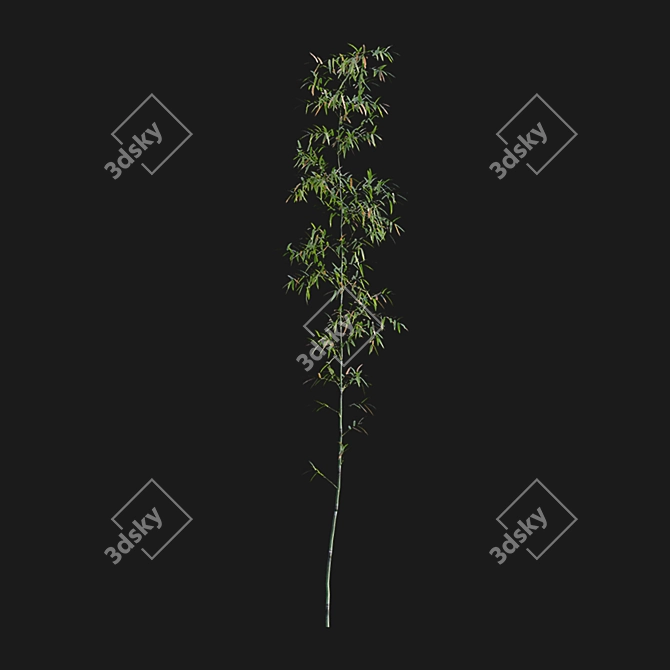 Bamboo 3D Models - Variety of Formats and Textures 3D model image 4